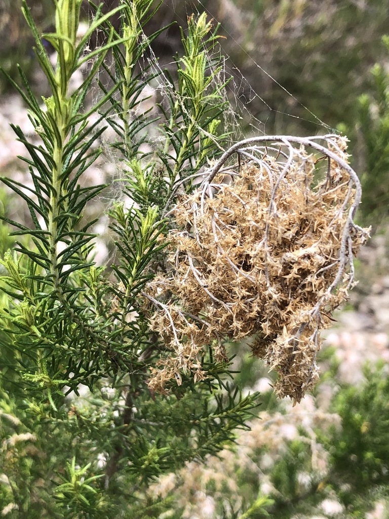 Sifton Bush in November 2021 by helen_y · iNaturalist