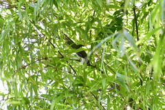 Spindalis portoricensis