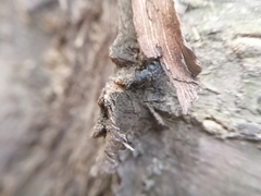 Coleoptera