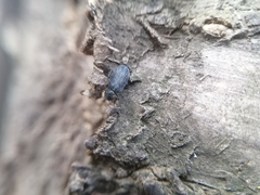 Coleoptera