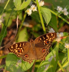 Junonia lemonias