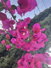 Bougainvillea