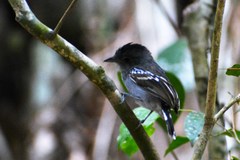 Thamnophilus sticturus