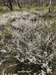 Leptospermum multicaule