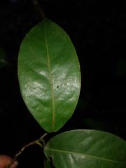 Coccoloba guanacastensis