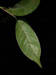 Coccoloba guanacastensis