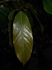 Coccoloba guanacastensis