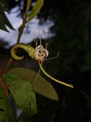 Bauhinia ungulata