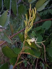 Bauhinia ungulata