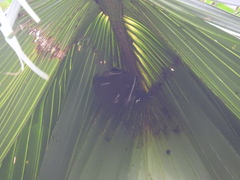 Cynopterus sphinx