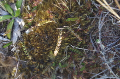 Anisotome aromatica