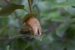 Heteroecus dasydactyli