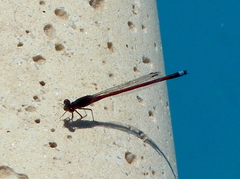Oxyagrion rubidum