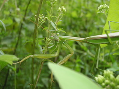 Tenodera sinensis