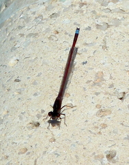 Oxyagrion rubidum