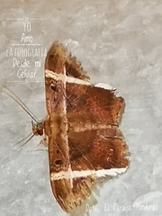 Hemeroblemma mexicana