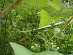 Tenodera sinensis