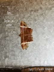 Hemeroblemma mexicana