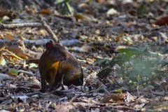 Dasyprocta variegata