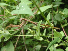 Tenodera sinensis