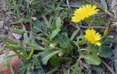 Crepis pulchra
