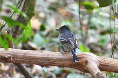 Thamnophilus sticturus