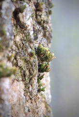 Orthotrichum ohioense