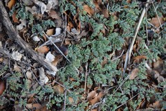 Astragalus monspessulanus