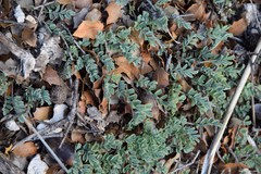 Astragalus monspessulanus