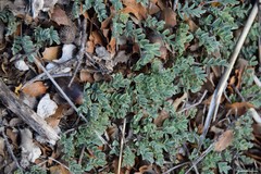 Astragalus monspessulanus