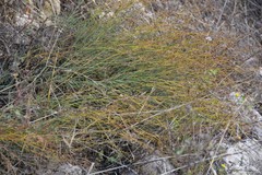 Bupleurum fruticescens