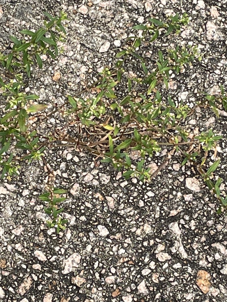 Old World Diamond Flower from 樂林路, 火炭, 新界, HK on November 09, 2021 at