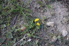 Crepis pulchra