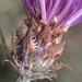 Common Knapweed Complex - Photo (c) Misha Zitser, some rights reserved (CC BY-NC), uploaded by Misha Zitser