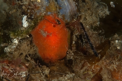 Discodoris paroa
