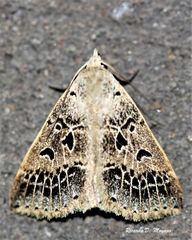 Herminodes atrosignata