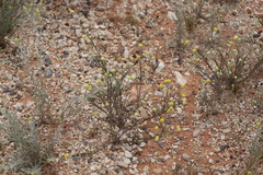 Gnephosis arachnoidea