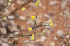 Gnephosis arachnoidea