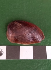 Musculus