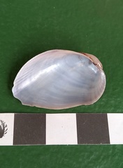 Musculus