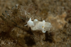 Trapania aureopunctata