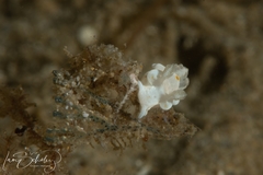 Trapania aureopunctata