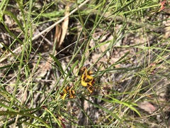 Daviesia leptophylla