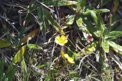 Ranunculus enysii