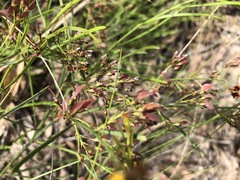 Daviesia leptophylla