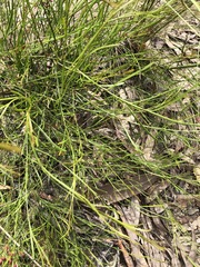 Daviesia leptophylla