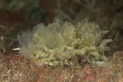 Polybranchia pallens