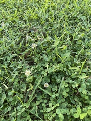 Trifolium repens