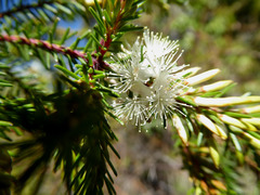Calytrix hirta