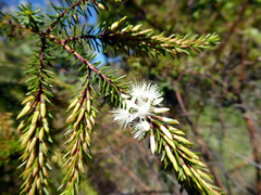 Calytrix hirta